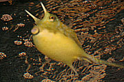 der gehörnte Kuhkofferfisch ist putzig, verfügt aber über ein starkes Hautgift (Foto: Martin Schmitz)